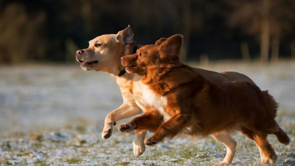 Sociabilización perruna —  Tu mascota te quiere decir algo — Paren Todo | El Espectador 810