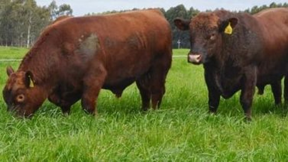 Daniel Gambetta: “muy buena expectativa” por el remate de más de 70 toros angus, polled hereford y brangus   —  Zafra — Dinámica Rural | El Espectador 810