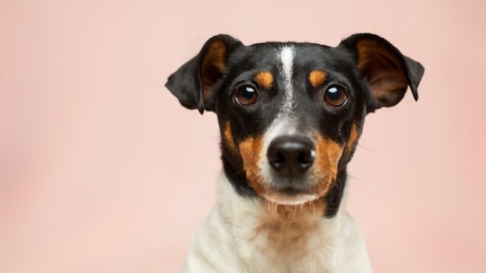 Trastornos compulsivos en las mascotas —  Tu mascota te quiere decir algo — Paren Todo | El Espectador 810