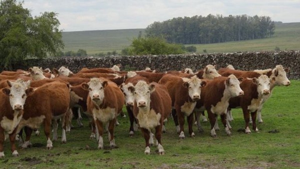 A. Costa: la convicción es producir más terneros, así se ve en cada remate Hereford —  Zafra — Dinámica Rural | El Espectador 810