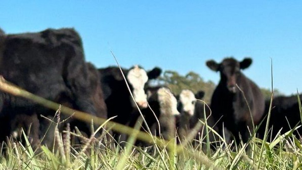 Marcelo Secco: Uruguay tiene que tratar de descomoditizar sus productos —  Carne — Dinámica Rural | El Espectador 810