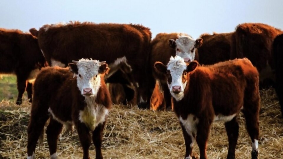 Juan Manuel Fabián: la gente está buscando reponer para meterles kilos a los ganados —  Ganadería — Dinámica Rural | El Espectador 810