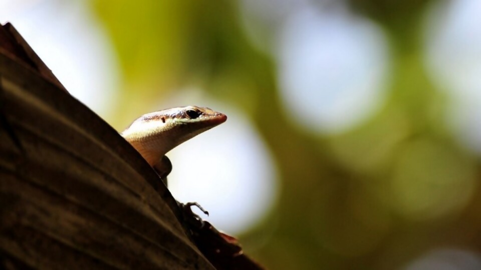 Como 10 noticias en un minuto: el gecko mauritánico; hígado graso y discusiones en las Fiestas —  Darwin concentrado — No Toquen Nada | El Espectador 810