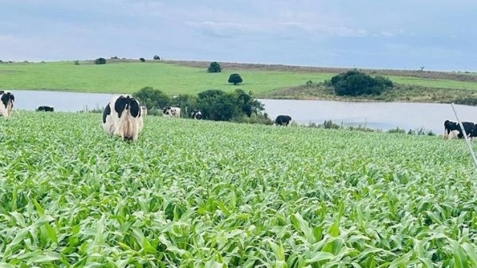 Álvaro Pérez Viazzi: para el productor el año termina con una diferencia enorme en lo climático, pero también en lo financiero —  Lechería — Dinámica Rural | El Espectador 810