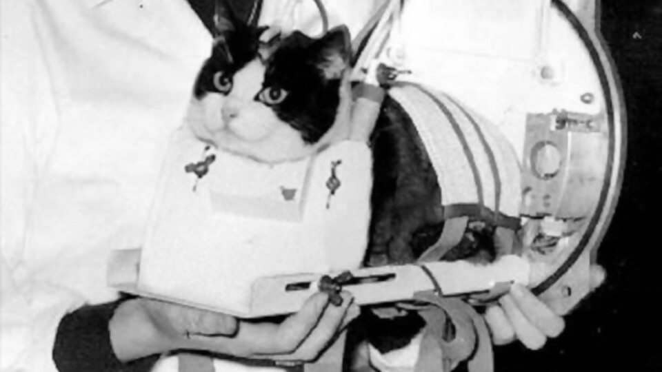 Félicette, la gata espacial —  Jardinería Atómica — Humano Curioso | El Espectador 810