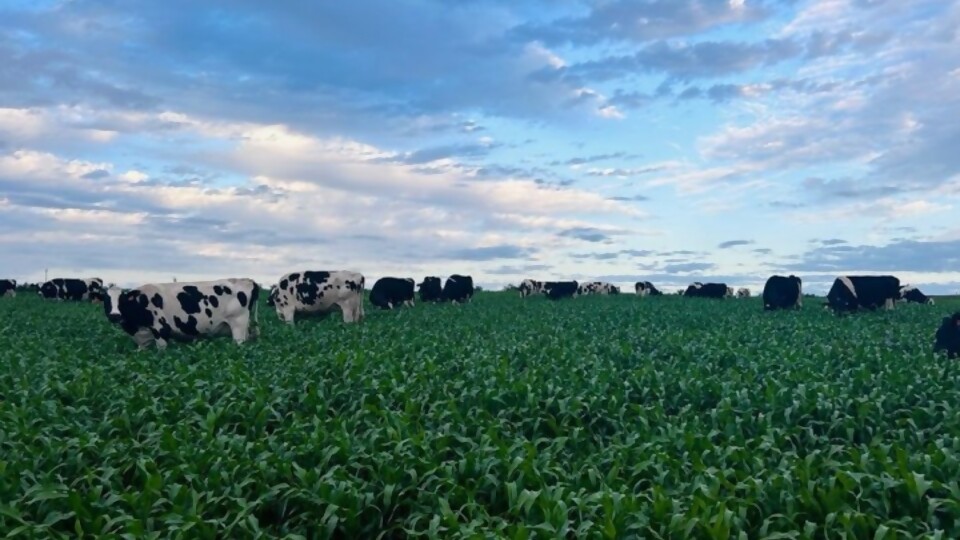 Rodríguez: una dieta más barata pero con un precio menor, por lo que la ecuación queda bastante justa  —  Lechería — Dinámica Rural | El Espectador 810