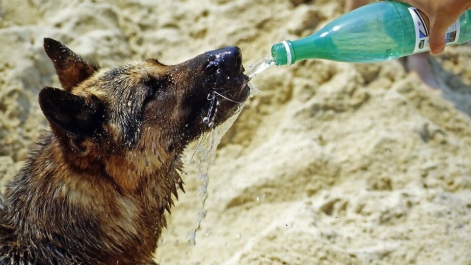 las botellas de agua mantienen alejados a los perros