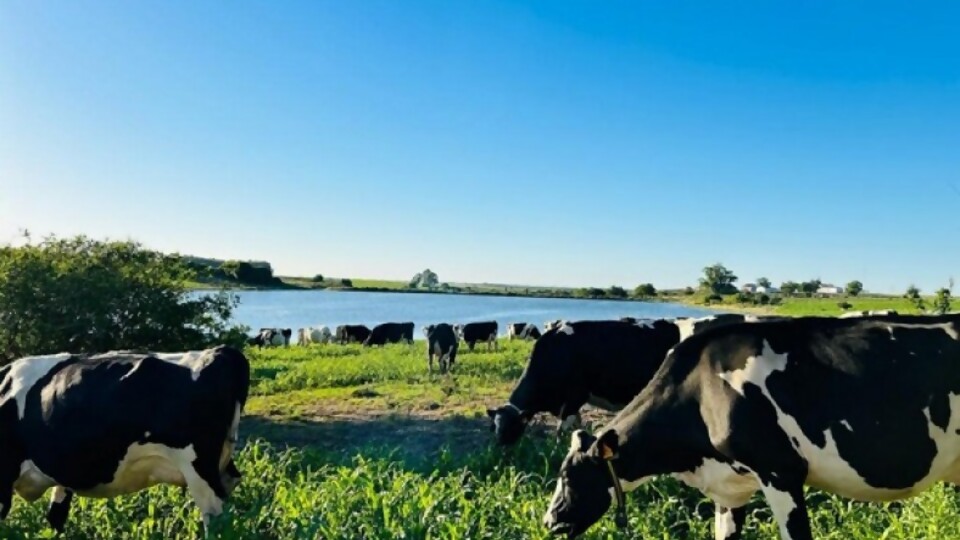 Gabriel Fernández: nuestra tarea siempre tiene al productor como principal objetivo —  Lechería — Dinámica Rural | El Espectador 810