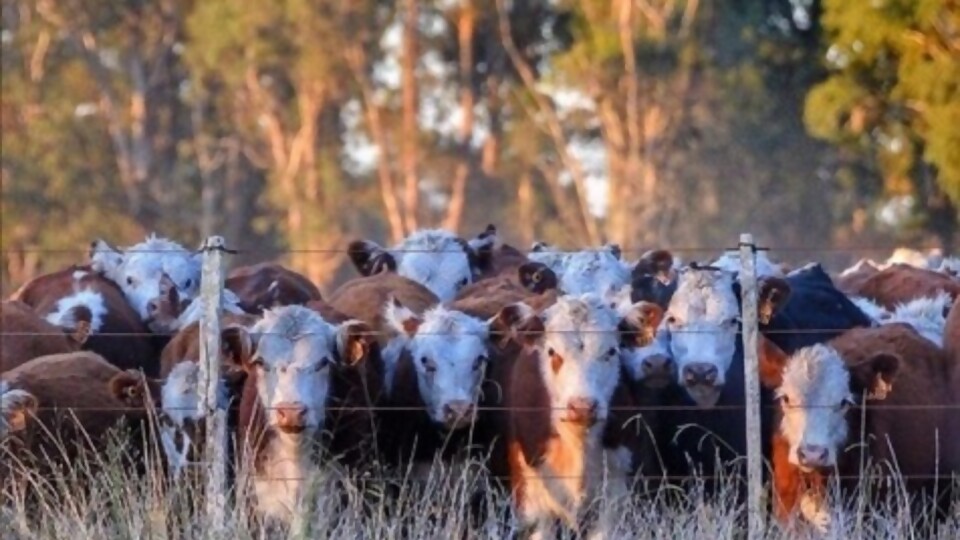 Fuques: un contexto en el que incide la campaña de los animales de corral —  Ganadería — Dinámica Rural | El Espectador 810