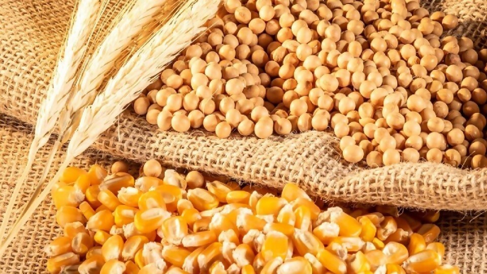 Morixe: les está costando subir a la soja y al maíz, tras casi dos meses de baja de precios —  Agricultura — Dinámica Rural | El Espectador 810