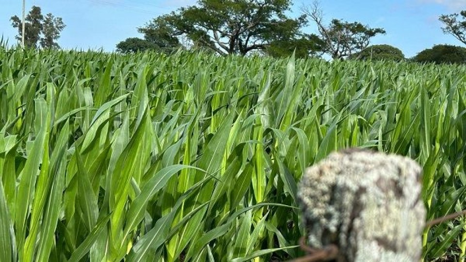 Cisneros: la semana continúa sin lluvias y con ascenso de temperaturas —  Clima — Dinámica Rural | El Espectador 810