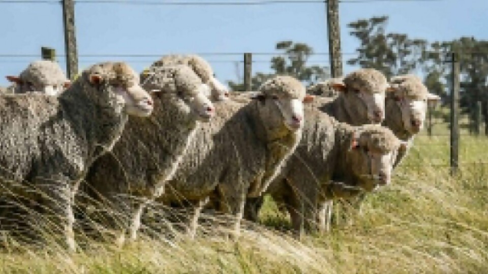 80 carneros y 400 hembras en segunda edición de Genética predecible de Talitas y El Pampero  —  Zafra — Dinámica Rural | El Espectador 810