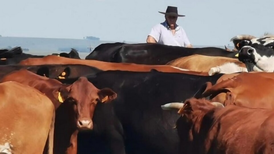 Fuques: el mercado del ganado gordo se muestra algo demandante por parte de la industria —  Ganadería — Dinámica Rural | El Espectador 810