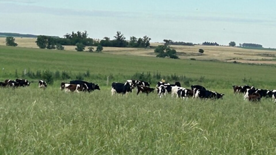 Carlos Barreto: la esperanza está en bajar el costo de producción  —  Lechería — Dinámica Rural | El Espectador 810