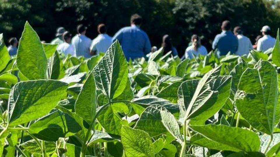 Peralba: el cambio climático ha generado la presencia de plagas no habituales en este territorio —  Cultivos de verano — Dinámica Rural | El Espectador 810