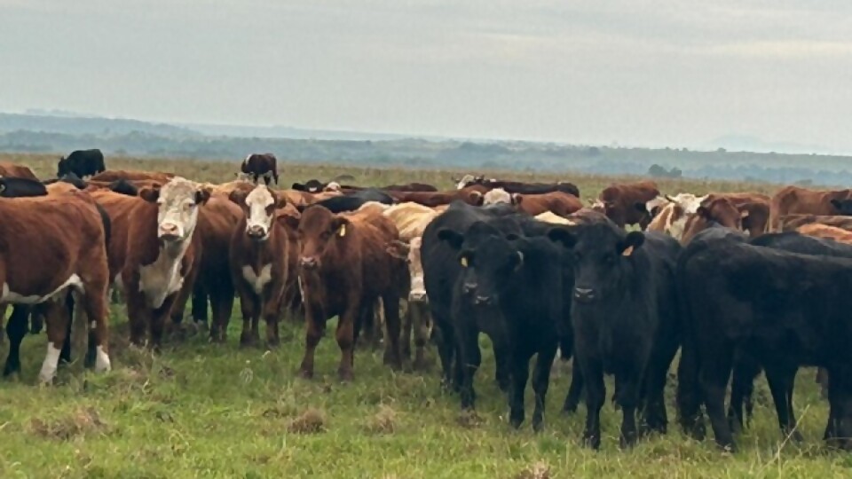 Lorier: un mercado que se muestra firme, con los ganados para el campo muy buscados —  Ganadería — Dinámica Rural | El Espectador 810
