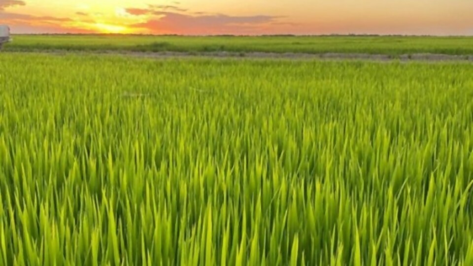 Lago: el 8 de marzo se lanza la cosecha de arroz, con estimación de unos 8.800 kilos por hectárea —  Agricultura — Dinámica Rural | El Espectador 810