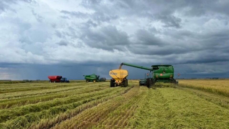 Precio definitivo de zafra de arroz 22-23 marca incremento de US$ 1,325 sobre el provisorio —  Agricultura — Dinámica Rural | El Espectador 810