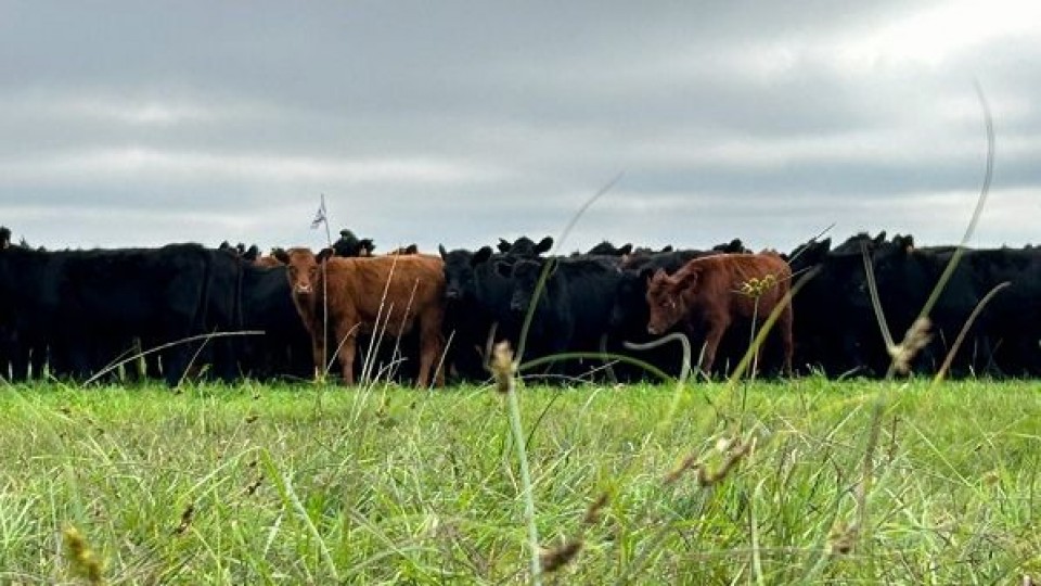 Martín Lorier remata vacunos, lanares y yeguarizos hoy jueves en San Gabriel —  Ganadería — Dinámica Rural | El Espectador 810