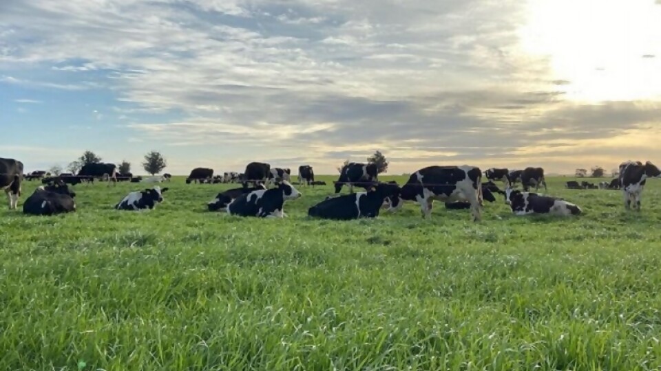 Di Santi remata equipos de lechería, maquinaria, herramientas y 150 vaquillonas holando y jersey —  Lechería — Dinámica Rural | El Espectador 810