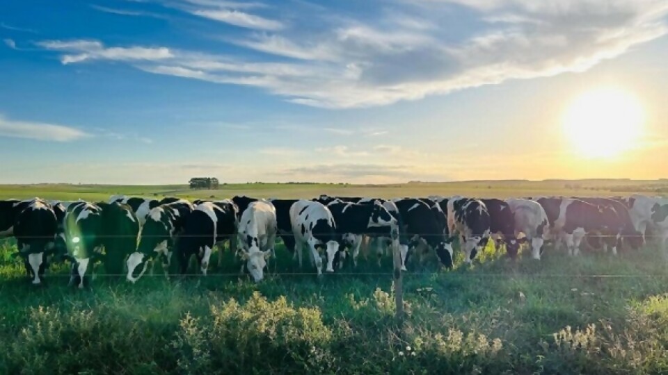 Proleco: fueron actualizadas líneas de inversión en impacto ambiental y adecuación tecnológica  —  Lechería — Dinámica Rural | El Espectador 810