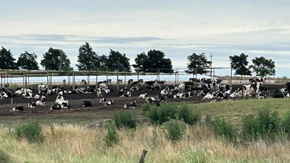 Álvaro Muracciole: en lo productivo vamos a andar bien, pero el precio impacta en la caja y en el ánimo —  Lechería — Dinámica Rural | El Espectador 810