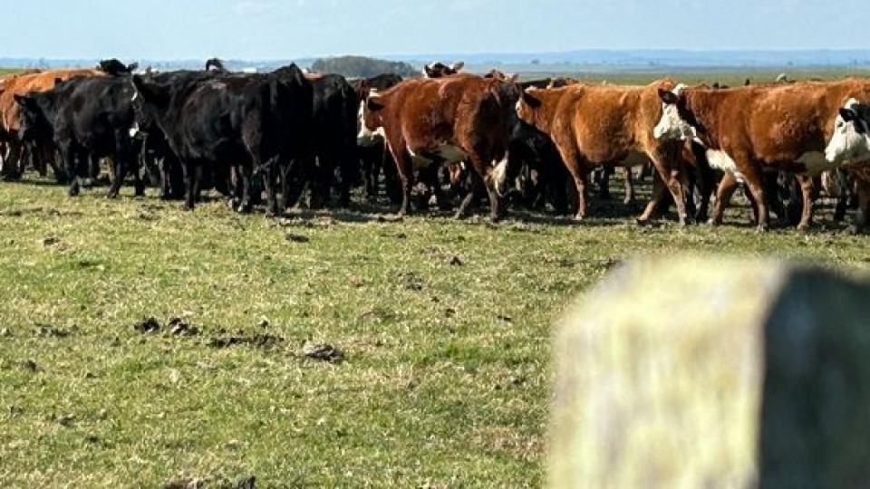 Pantalla Uruguay ofrece 6.000 vacunos en su primer remate de junio —  Ganadería — Dinámica Rural | El Espectador 810