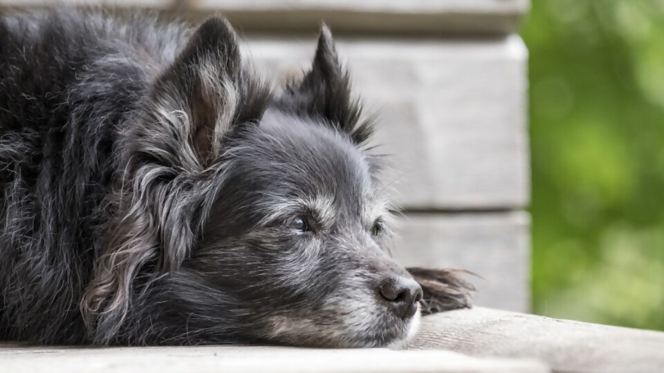 Recomendaciones para cuando el perro está viejo —  Tu mascota te quiere decir algo — Paren Todo | El Espectador 810