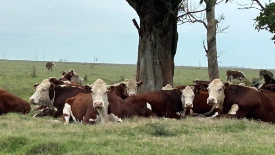 Irazoqui: el estado de los ganados, recomendaciones, y el relanzamiento de un clásico —  Ganadería — Dinámica Rural | El Espectador 810