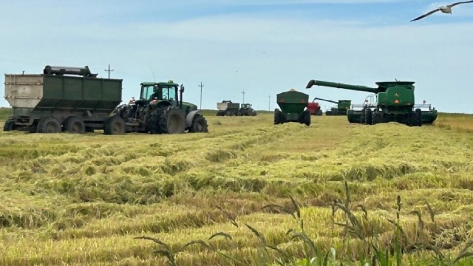 Las abundantes lluvias llevaron a corregir a la baja la estimación de rendimiento en arroz —  Agricultura — Dinámica Rural | El Espectador 810