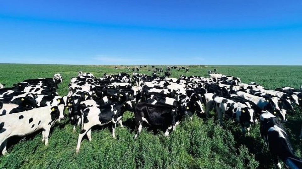 Diego Rodríguez: jornada de campo de lechería con foco en un sistema con muy buenos indicadores —  Lechería — Dinámica Rural | El Espectador 810