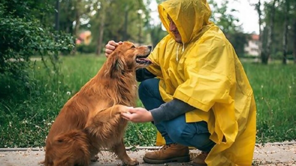 Las mascotas y la tormenta —  Tu mascota te quiere decir algo — Paren Todo | El Espectador 810