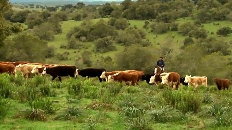 Aparicio Coito: el gordo con negocios escasos y entradas muy cortas —  Ganadería — Dinámica Rural | El Espectador 810