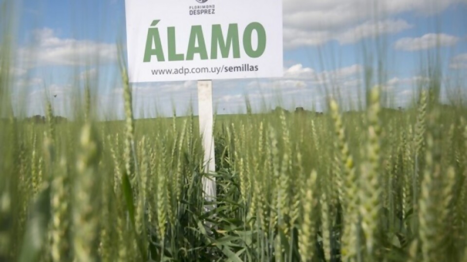 ADP presenta una amplia variedad de cultivos para este invierno —  Agricultura — Dinámica Rural | El Espectador 810