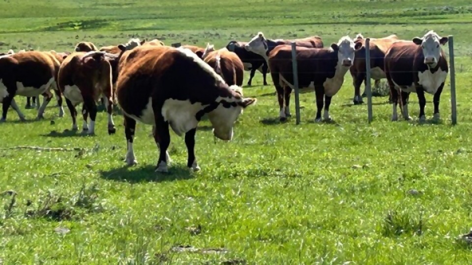 Feria mensual de Walter Hugo Abelenda con vacunos, ovinos y yeguarizos —  Ganadería — Dinámica Rural | El Espectador 810