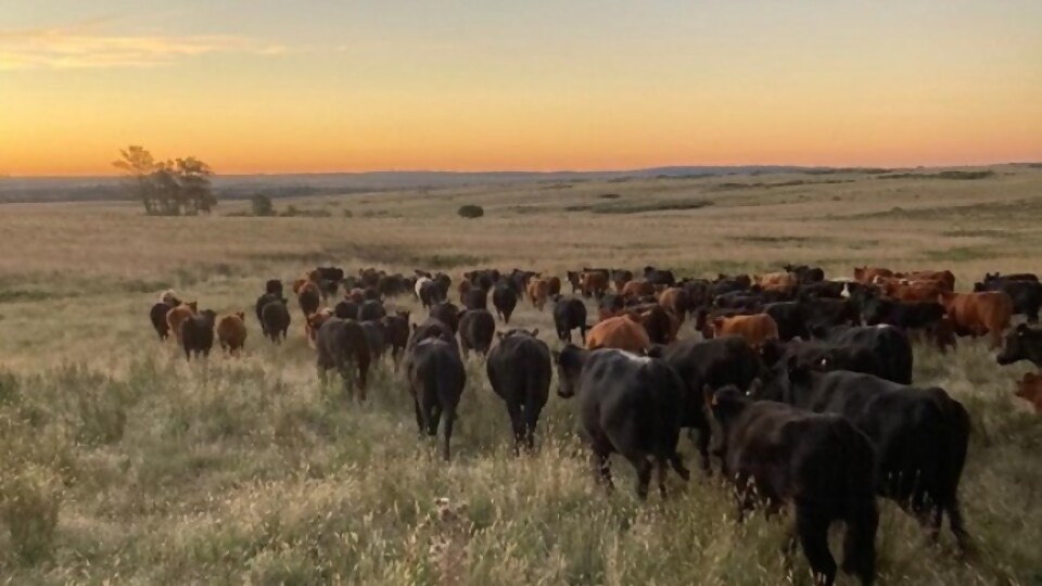 Gustavo Fuques: buenas pasturas, verdeos demorados, y ajustes en algunos valores de referencia —  Ganadería — Dinámica Rural | El Espectador 810