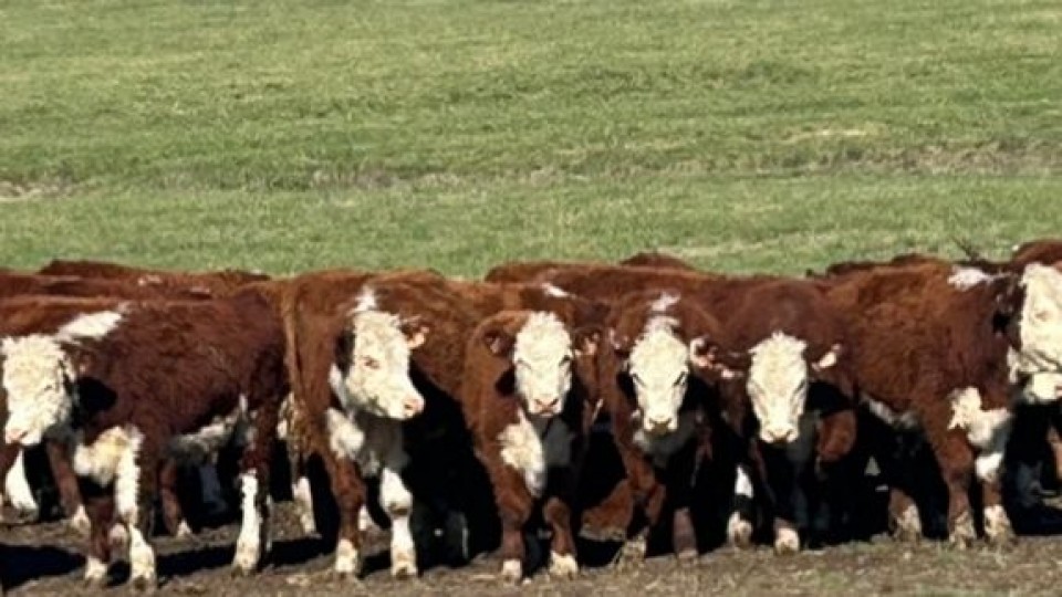 El mercado durante el remate 287 de Plaza Rural y un cierre con voluminosa oferta de vientres preñados —  Ganadería — Dinámica Rural | El Espectador 810