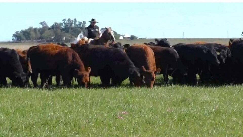 Alejandro Dutra: dos días positivos frente a un mercado que está ajustando —  Ganadería — Dinámica Rural | El Espectador 810