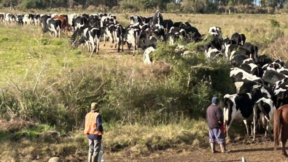 Proleco presentará línea especial para la compra de insumos  —  Lechería — Dinámica Rural | El Espectador 810