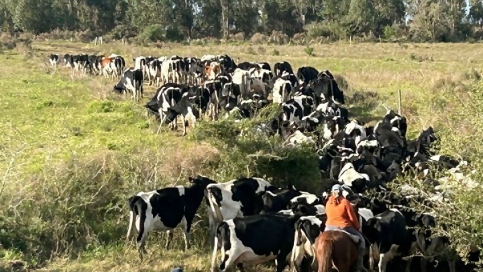 Zavala: ‘‘es difícil, pero tenemos que tener la capacidad de sacar la cabeza de la coyuntura’’ —  Lechería — Dinámica Rural | El Espectador 810