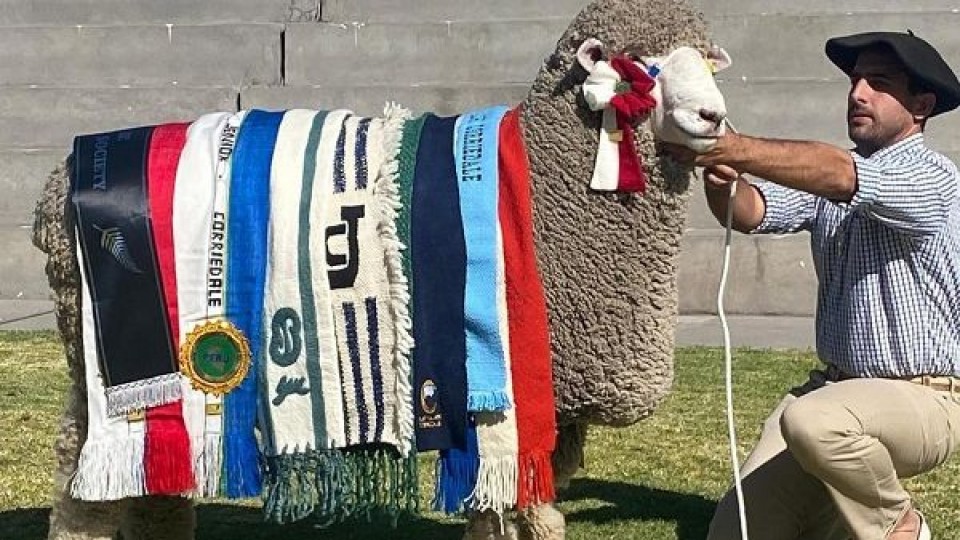 Cabaña La Lucha obtuvo el gran campeón en el Congreso Mundial de Corriedale en Perú  —  Exposiciones — Dinámica Rural | El Espectador 810