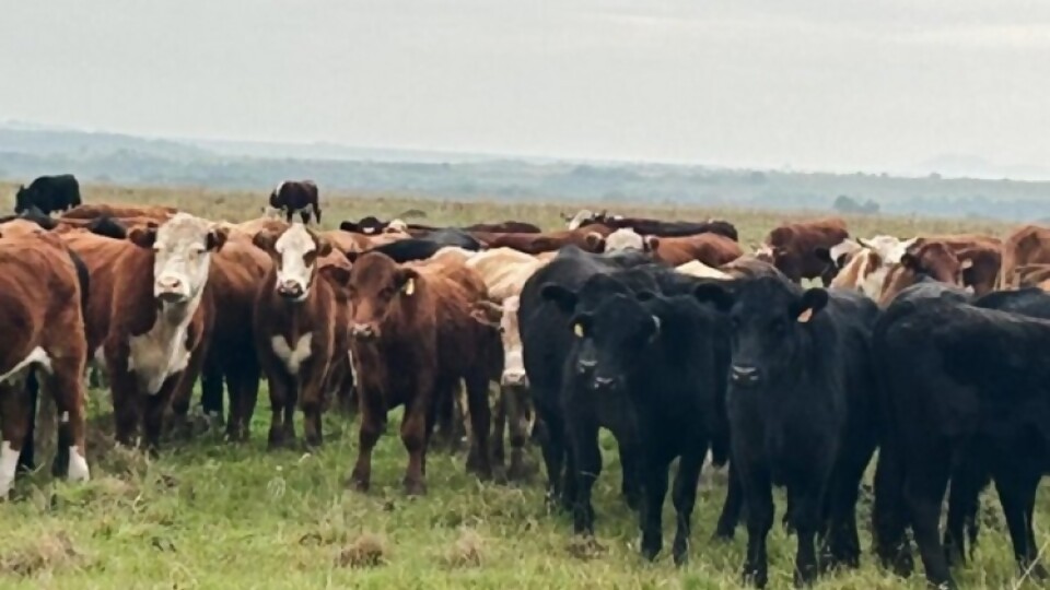 Juan Vera: ‘‘se nota la diferencia que se paga por los ganados buenos’’ —  Ganadería — Dinámica Rural | El Espectador 810