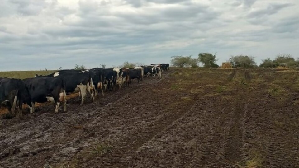 Magela Santoro: ir hacia el encierro “no es sólo hacer el galpón” —  Lechería — Dinámica Rural | El Espectador 810