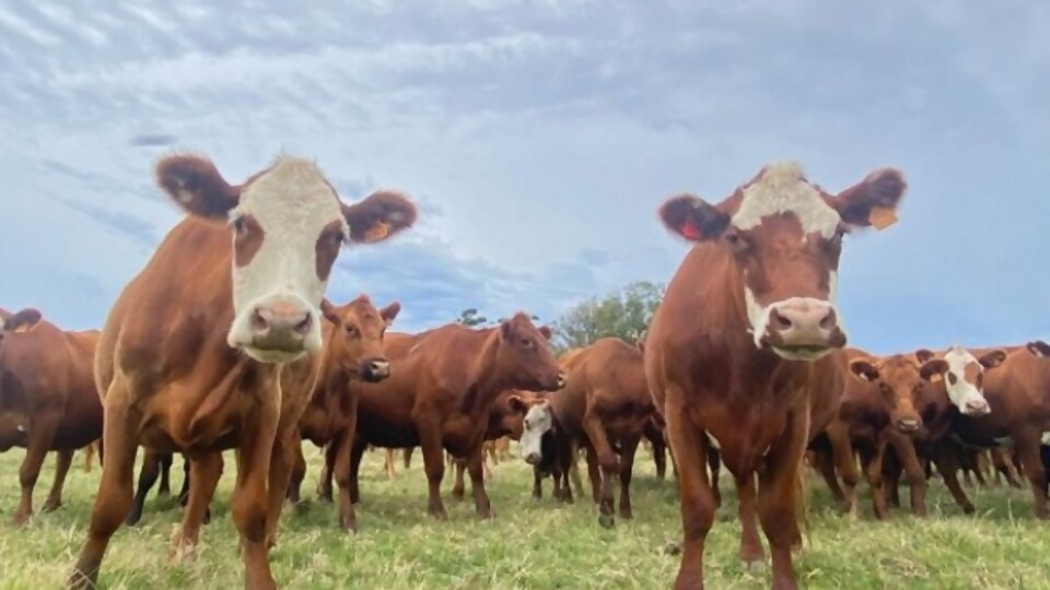 Mateo Bachino: hay algún centavo más por ganados especiales; el tema está en encontrar los lotes —  Ganadería — Dinámica Rural | El Espectador 810