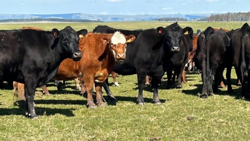 Gustavo Basso: ‘‘estamos en un momento bisagra del invierno’’ —  Ganadería — Dinámica Rural | El Espectador 810