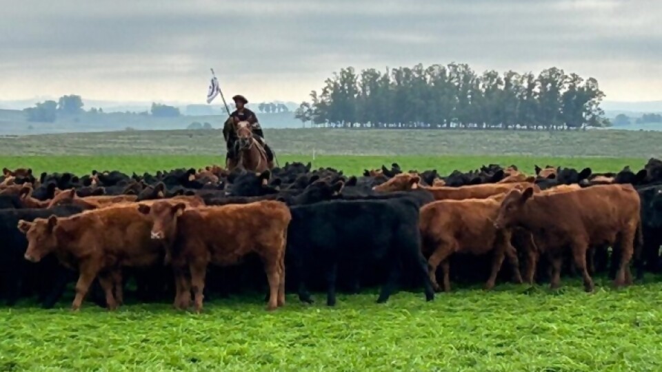 Marcel Despaux: muy buenas expectativas para remate 293 de Plaza Rural —  Ganadería — Dinámica Rural | El Espectador 810