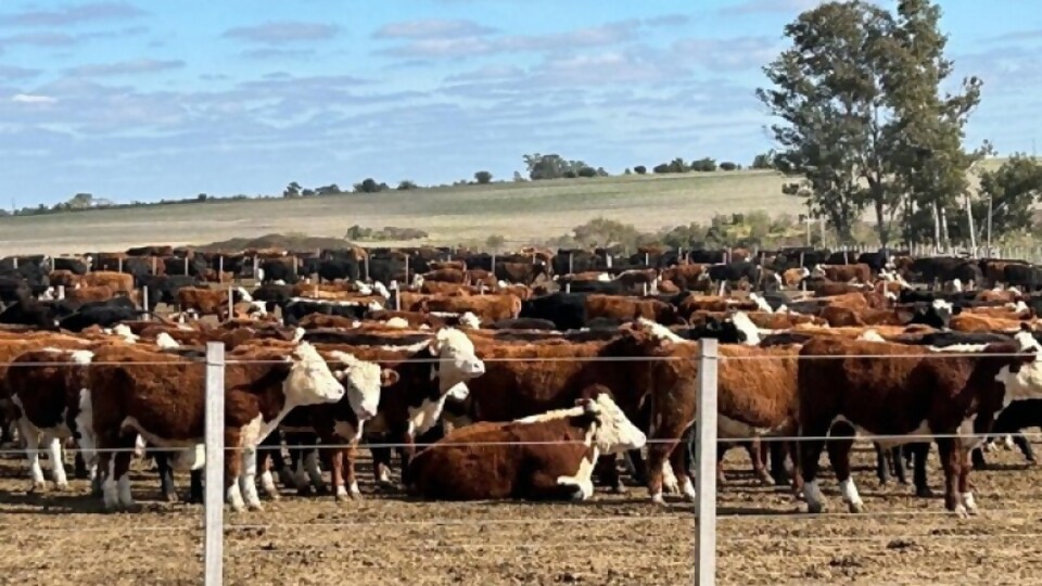 Martín Lorier: feria en San Gabriel en un contexto de mercado firme —  Ganadería — Dinámica Rural | El Espectador 810