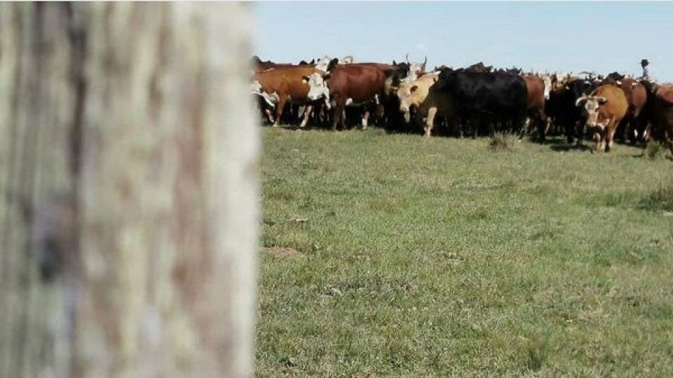 MGAP informó sobre su actuación ante denuncias de inversores del Grupo Larrarte —  Política — Dinámica Rural | El Espectador 810