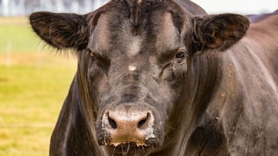 Genética efectiva pone en pista toros y vaquillonas de Manantial Verde y Campo Norte —  Zafra — Dinámica Rural | El Espectador 810