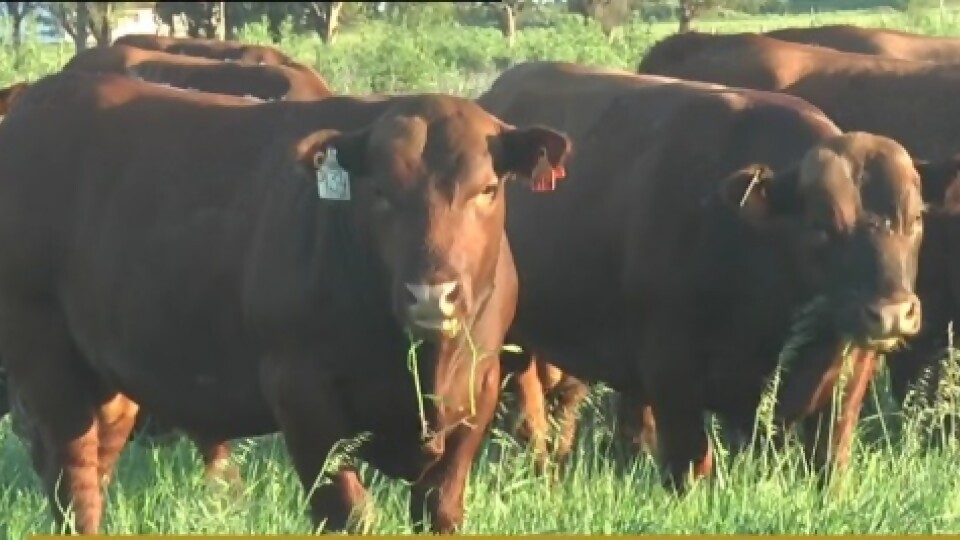 36ª edición de ‘Toros para vaquillonas’ de cabaña La Empastada —  Zafra — Dinámica Rural | El Espectador 810